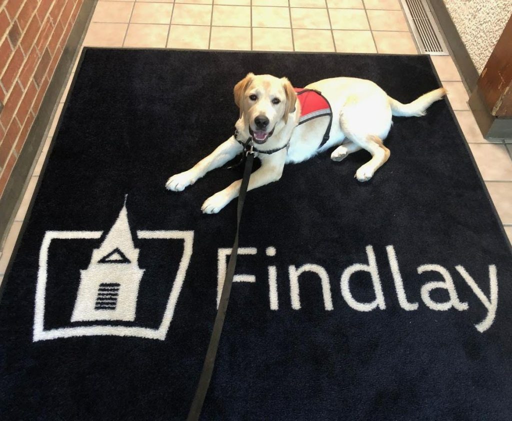 4 Paws of Ability
