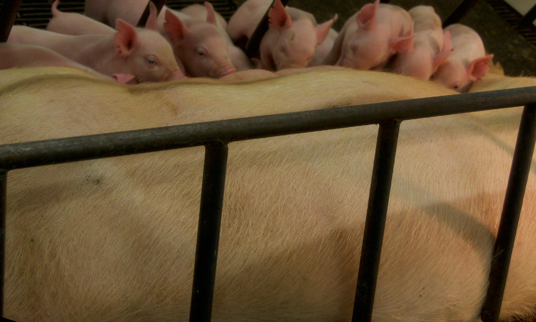 Animal-Science-Piglets